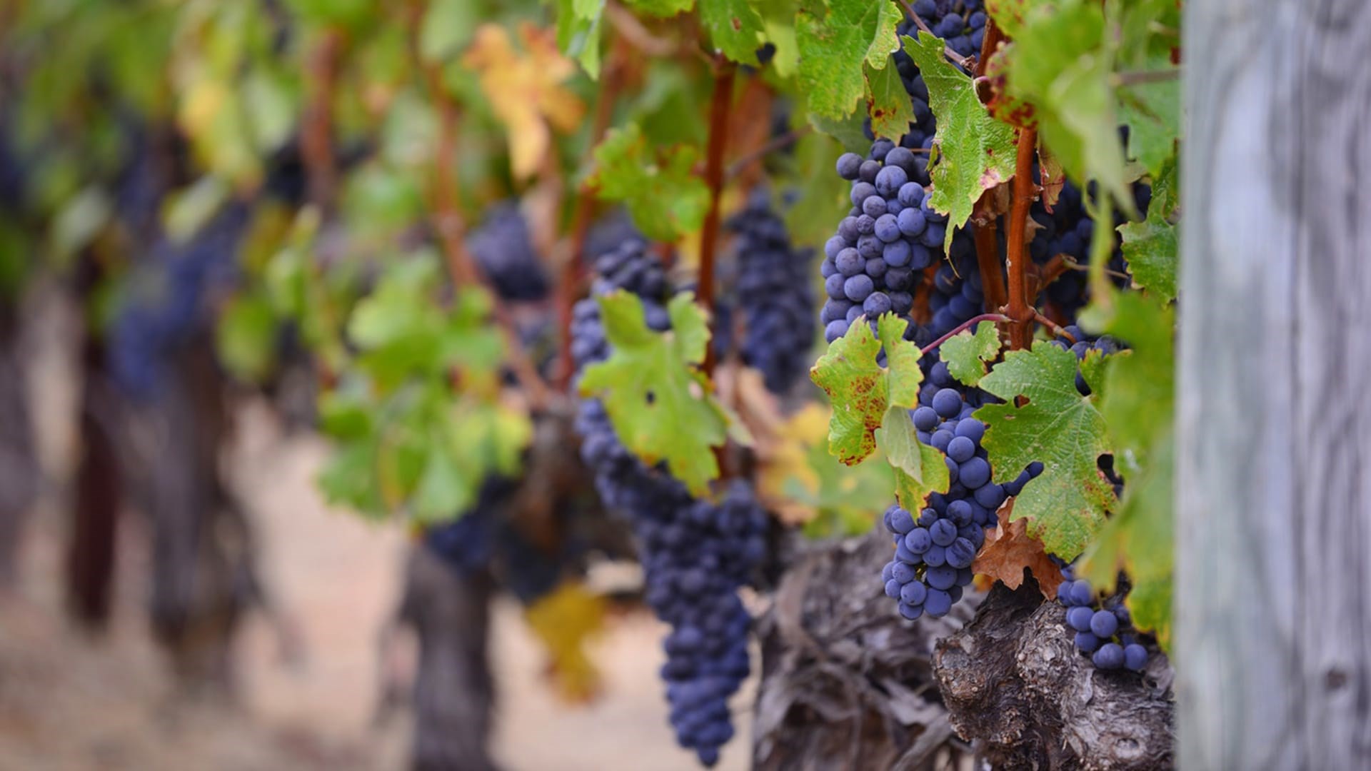 Vitis vinifera è la specie d’uva più diffusa nella produzione vinicola