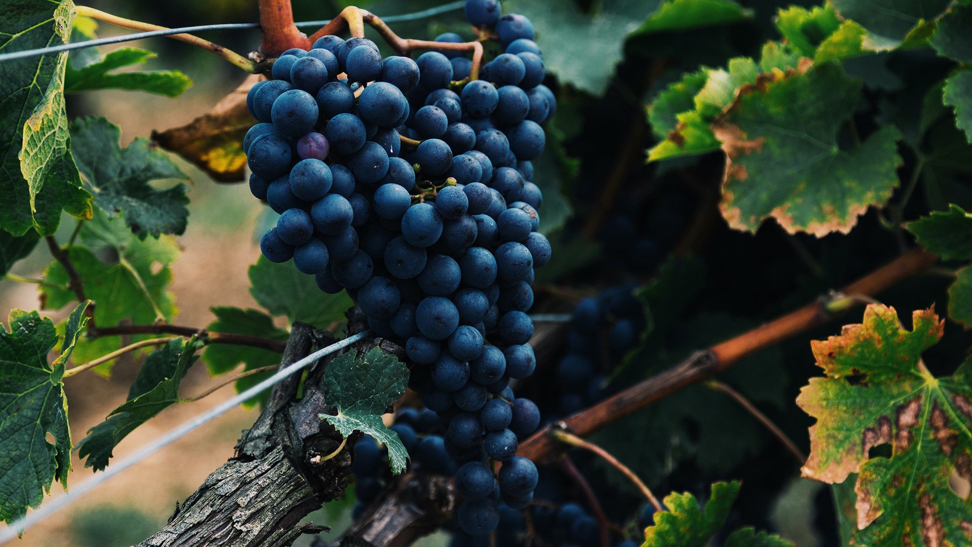 Uve, vitis vinifera