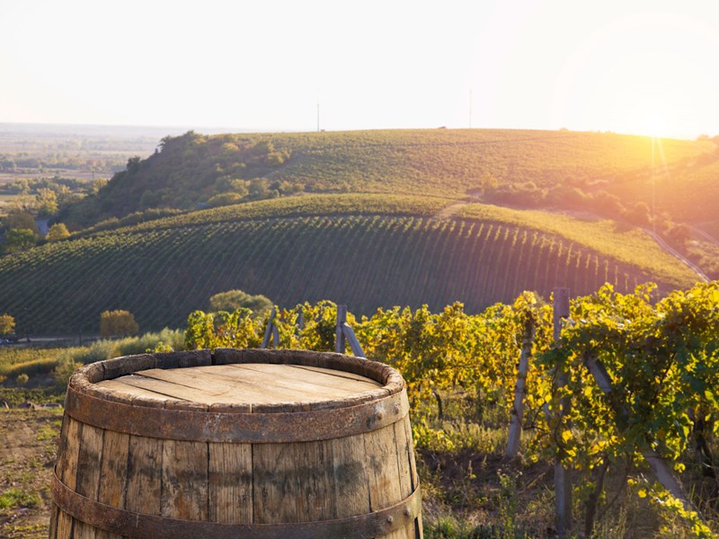 La stupenda Bolgheri è una delle regioni vinicole più riuscite d'Italia.