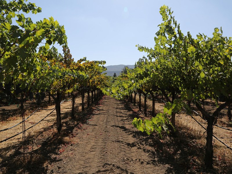 Napa Valley Vigneti