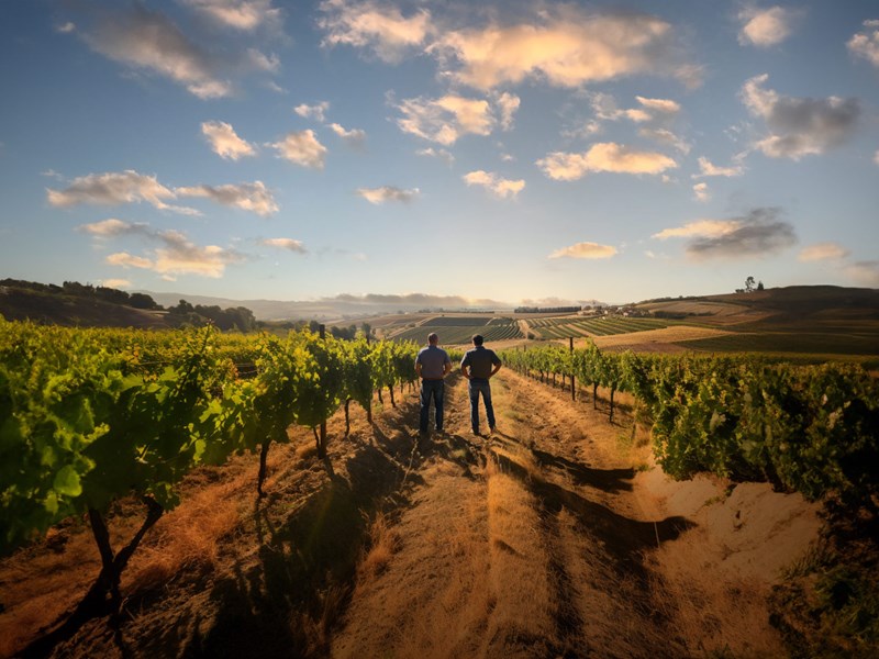 Vendemmia 2023 dei Vini Francesi